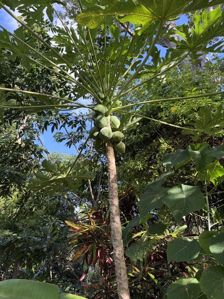 Papaya growing in the garden